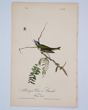 Red-Eyed Vireo or Greenlet Plate 243