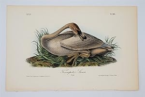 Trumpeter Swan Young - Plate 383