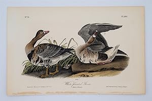 White-Fronted Goose Plate 380