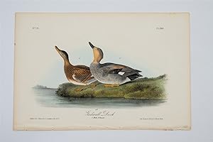 Gadwell Duck - Plate 388