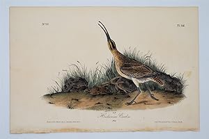 Hudsonian Curlew - Plate 356