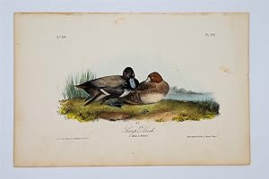 Scaup Duck Plate 397