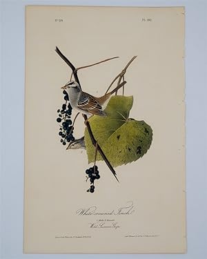 White Crowned Finch Plate 192