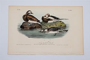 Long-Tailed Duck - Plate 410