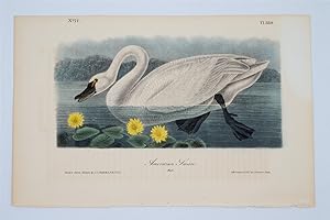 American Swan Male - Plate 384