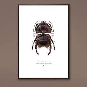 Chaetebarbatus Bonamicii A4 Limited Edition Print