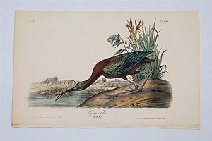Glossy Ibis - Plate 358