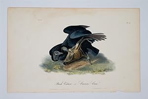Black Vulture or Carrion Crow Plate 3
