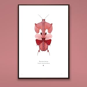 Porcinae Porcus A4 Limited Edition Print