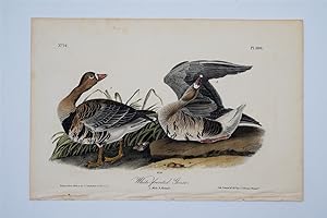 White Fronted Goose Plate 380