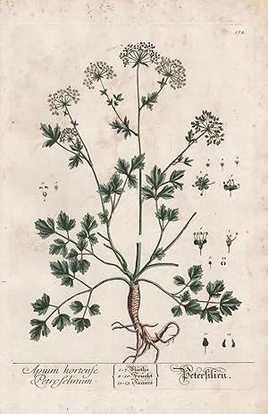 "Apium hotense Petrofelinum - Petersilien" - Sellerie Celery Petersilie Parsley Pflanze plant bot...