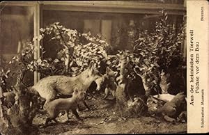 Bild des Verkufers fr Ansichtskarte / Postkarte Hansestadt Bremen, Stdtisches Museum fr Natur-, Vlker- und Handelskunde, Fchse zum Verkauf von akpool GmbH