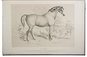 Selections from the Royal stud, being portraits taken in October 1837, at Hampton Court, from lif...