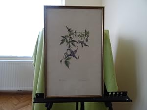 Blumen schöne kolorierte Lithographie