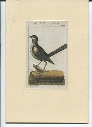 Vögel aus Buffon S, 334 - Kupferstich - handkoloriert Der Spöter des Catesbüy.