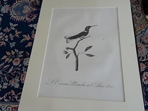 L Oiseau Mouche á Collier.