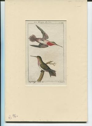 Voegel aus Buffon S. 298 - Kupferstich. Der Kragen Kolibri