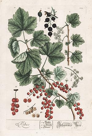"Ribes - Johannis Beer" - Johannisbeeren currants gooseberries Ribiseln Beere Berren berry Pflanz...