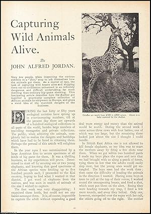 Imagen del vendedor de Capturing Wild Animals Alive, Africa : Antelope ; Giraffe ; Zebra & more. An uncommon original article from the Wide World Magazine, 1917. a la venta por Cosmo Books