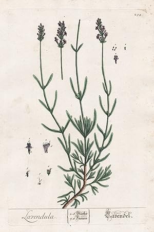 "Lavendula - Lavendel" - lavender Pflanze plant botanical botany Kräuter herbs flower flowers Blu...