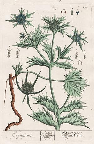 "Eryngium - Mannstreue" - Mannstreu Edeldistel Distel thistle eryngo sea holly Pflanze plant bota...