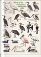 Seller image for Birds of the Everglades. Identification Guide. for sale by Buchversand Joachim Neumann