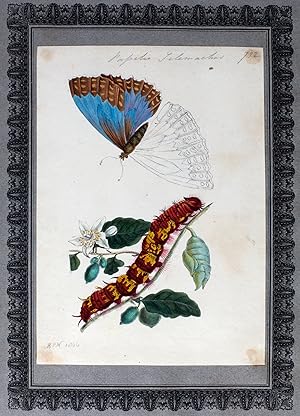 A Collection of Entomological Drawings