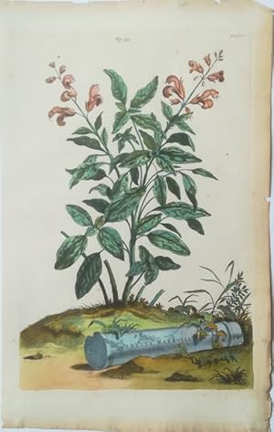 Salvia marmorea. Kol. Kupferstich Fig. 235 Fol. 858 aus: Abraham Munting: Naauwkeurige beschrijvi...