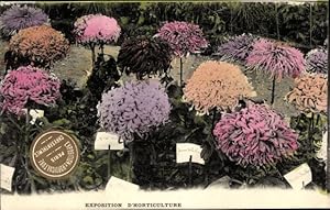 Ansichtskarte / Postkarte Paris, Exposition d'Horticulture, Chrysanthemen