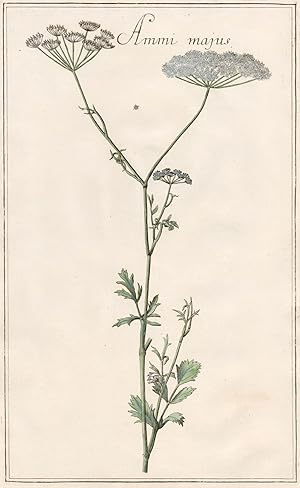 Ammi majus (große Knorpelmöhre; Bischofskraut)