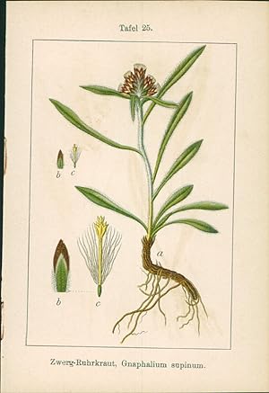 Seller image for Lithographie : Sumpf-Ruhrkraut, Gnaphalium uliginosum. Zwerg-Ruhrkraut, Gnaphalium supinum. for sale by Bcher bei den 7 Bergen