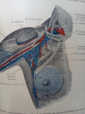 Imagen del vendedor de Lehrbuch der Topographischen Anatomie fr Studierende und rzte. a la venta por Antiquariat Langguth - lesenhilft