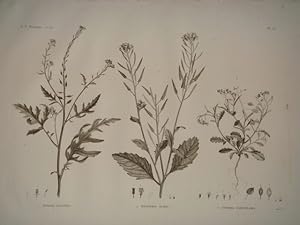 DESCRIPTION DE L'EGYPTE. Botanique. Sinapis allionii, Hesperis acris, Lunaria parviflora. (Histoi...