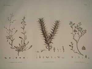 DESCRIPTION DE L'EGYPTE. Botanique. Scrophularia deserti, Acanthodium spicatum, Sinapis philaeana...