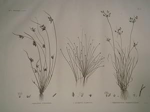 DESCRIPTION DE L'EGYPTE. Botanique. Isolepis uninodis, Scirpus caducus, Fimbristylis ferrugineum....