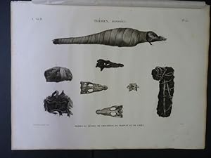 DESCRIPTION DE L'EGYPTE. Thèbes. Hypogées. Momies et détails de crocodile, de serpent et de chien...