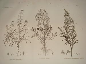 DESCRIPTION DE L'EGYPTE. Botanique. Erucaria crassifolia, Cochlearia nilotica, Buchnera hermonthi...