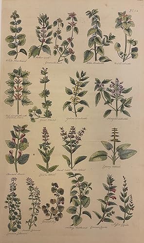 [Plate 52] The British Herbal
