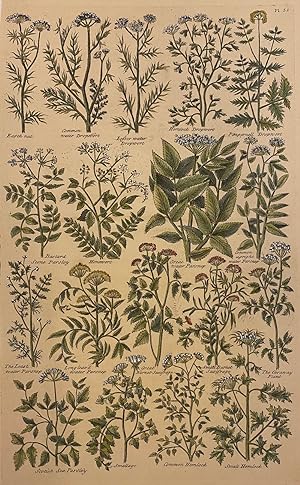 [Plate 58] The British Herbal