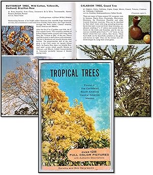 Tropical Trees: Found in The Caribbean, South American, Central America, Mexico