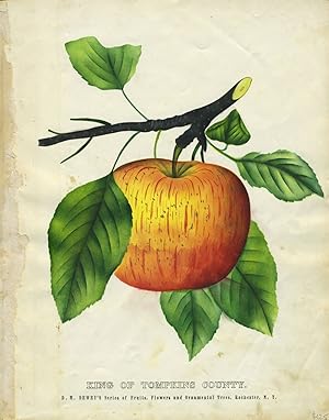 King of Tompkins County. Botanical illustration of an apple