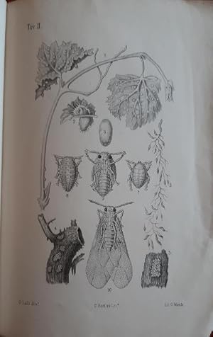 Bild des Verkufers fr Non perdiamo di vista La Phylloxera. Spigolatura intorno la natura ed i costumi del pernicioso insetto. zum Verkauf von Antiquariat Berghammer