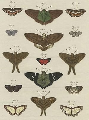 Pieter Cramer, Schmetterlinge (Lepidoptera), Motten, Schmetterlinge (Lepidoptera). - Insekten. - ...