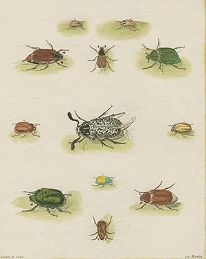 Martinet, FranÃ§ois-Nicolas, KÃ¤fer, Walker, MaikÃ¤fer , KÃ¤fer (Coleoptera). - Martinet, FranÃ§o...