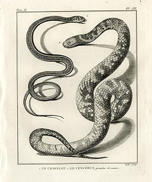 Antique Print-SNAKE SPECIES-LE CHAPELET-CENCHRUS-Hulk-Buffon-Lacepede-1799