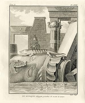 Antique Print-SKINK-LIZARD-SCINQUE-Hulk-Buffon-Lacepede-1799