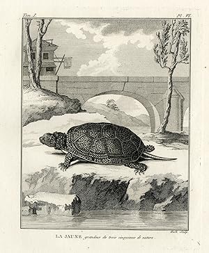 Antique Print-YELLOW TURTLE SPECIES-LA JAUNE-Hulk-Buffon-Lacepede-1799