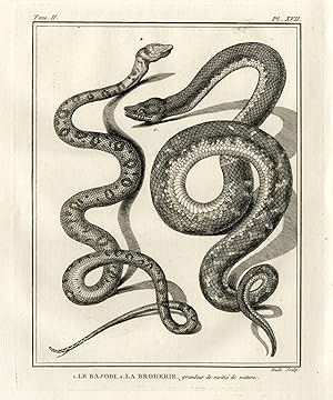 Antique Print-SNAKE SPECIES-LE BAJOBI-BRODERIE-Hulk-Buffon-Lacepede-1799