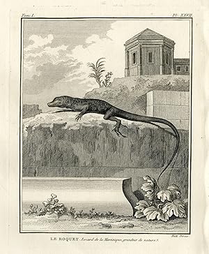 Antique Print-ANOLIS ROQUET-MARTINIQUE ANOLE-Hulk-Buffon-Lacepede-1799