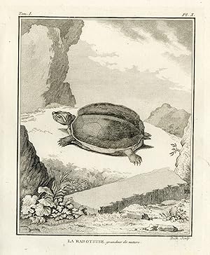 Antique Print-TURTLE-TORTOISE SPECIES-RABOTEUSE-Hulk-Buffon-Lacepede-1799